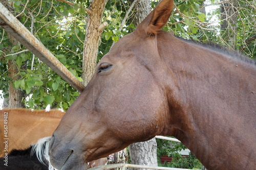 This horse was wandering around the corral.He has a dark brown coat of hair.