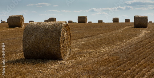 Stacks of straw - bales of hay, rolled into stacks left after harvesting of wheat ears, agricultural farm field with gathered rural.