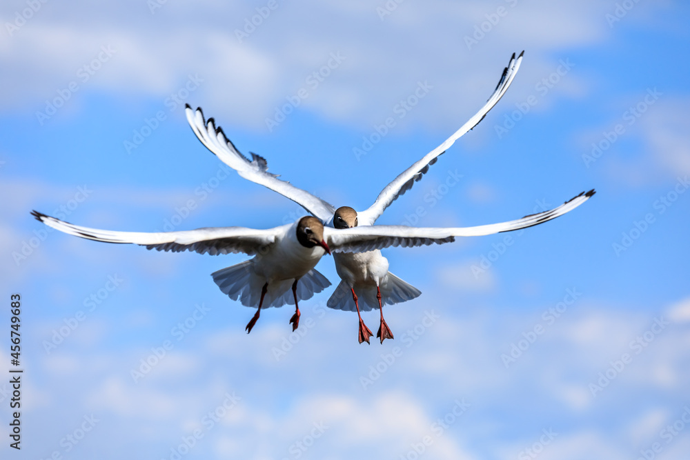 Two black-headed gull flying in the blue sky.The graceful posture of the bird in mid air. Two black-headed gull flying in the blue sky.The graceful posture of the bird in mid air.