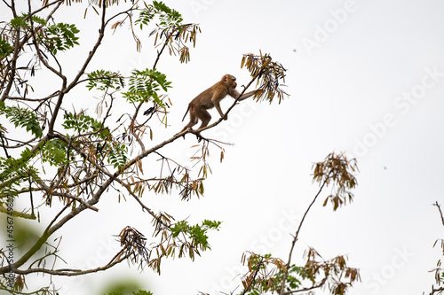 Valokuva Monkey