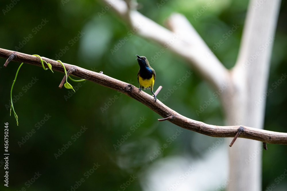 Fototapeta premium Olive - backed Sunbird