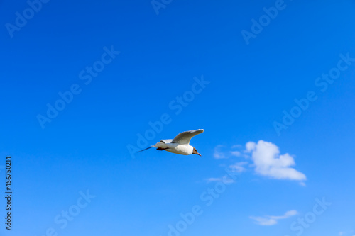 A black-headed gull flying in the blue sky.