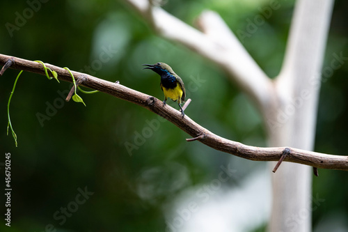 Olive - backed Sunbird © pichaitun