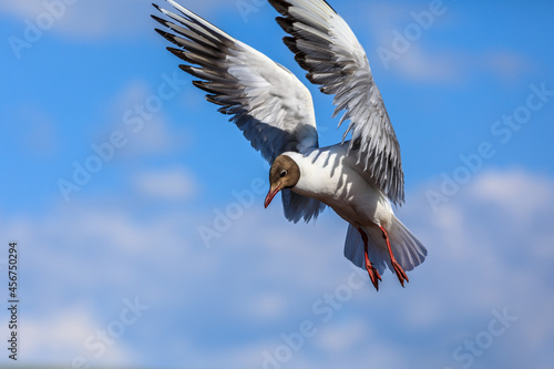 A black-headed gull flying in the blue sky.The graceful posture of the bird in mid air.