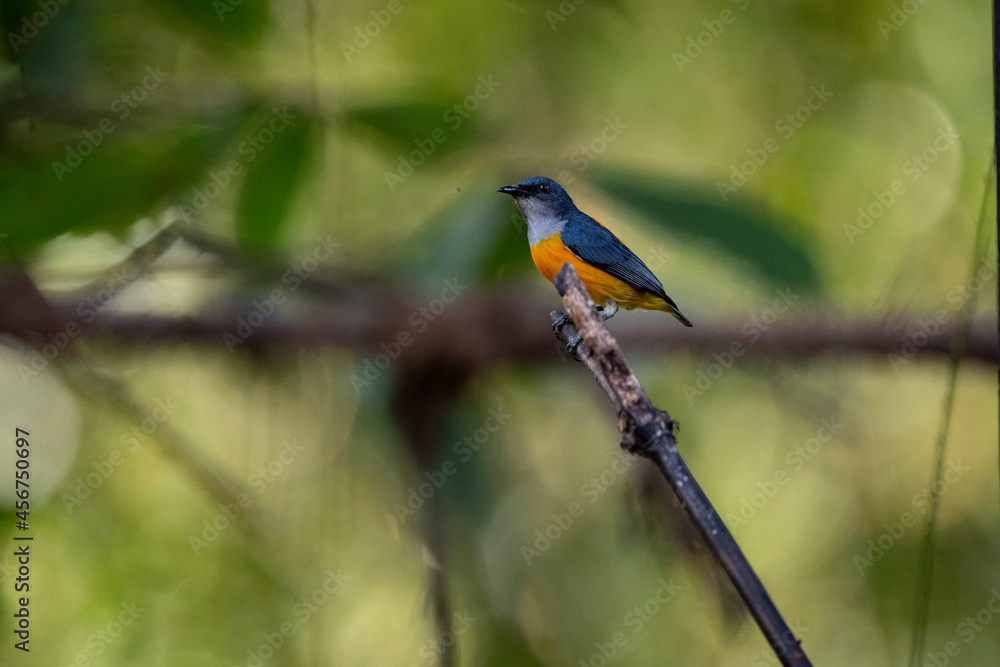 Fototapeta premium Orange - bellied Flowerpecker