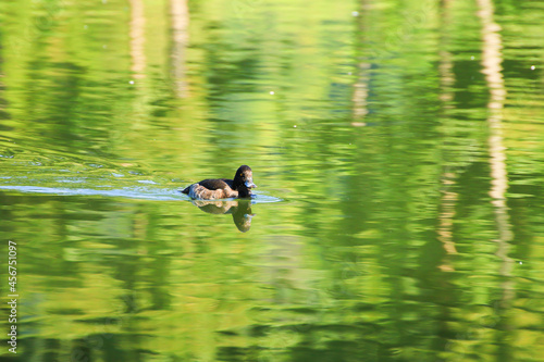 wild ducks on the lake near danube river in Germany