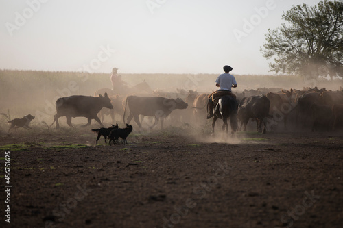 gauchos trabajando con ganado angus en campo