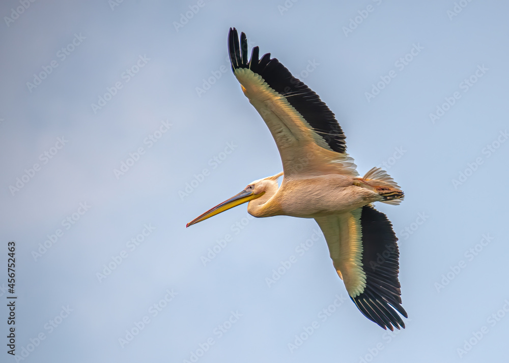 Fototapeta premium A pink pelican in flight