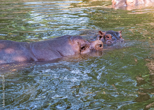 A juvenile hippo with its mother in lake