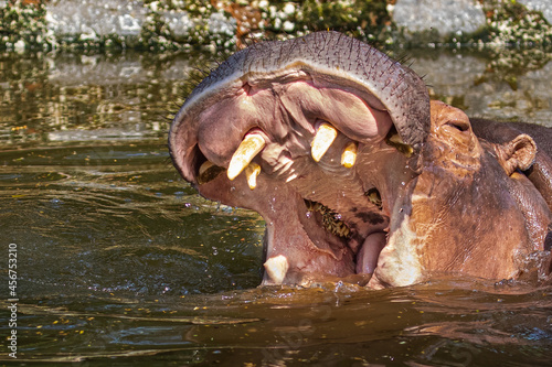 A closer look into the mouth of a Hippo
