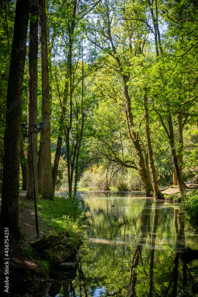 Paisaje de bosque verde oscuro.Hermoso bosque con suelo cubierto de musgo y rayos de sol a través de los árboles Paisaje de bosque verde oscuro.Hermoso bosque con suelo cubierto de musgo y rayos de sol a través de los árboles