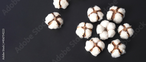 Cotton flowers isolated on black background. studio shot flat lay top view angle. White cotton flowers represent soft gentle and delicate. Showing texture of cotton by close up shot. 