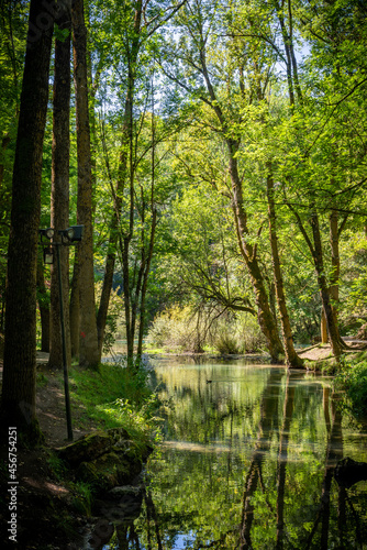 Fototapeta Naklejka Na Ścianę i Meble -  Paisaje de bosque verde oscuro.Hermoso bosque con suelo cubierto de musgo y rayos de sol a través de los árboles