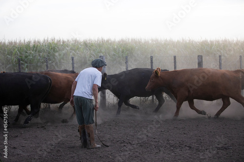 gauchos trabajando con ganado angus en campo