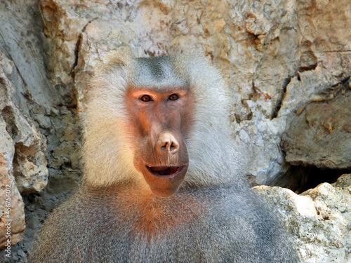 The baboon is making faces, possibly rehearsing the role of Hamlet.
