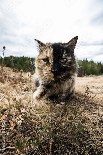 A tortoiseshell street cat in nature pulls its paw towards you