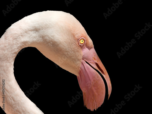 Flamingo muzzle in profile, close-up.