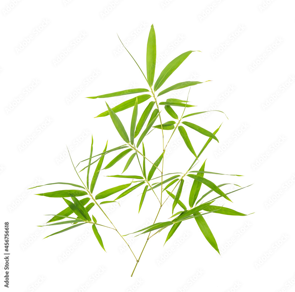 bamboo leaves isolated on white background bamboo leaves isolated on white background