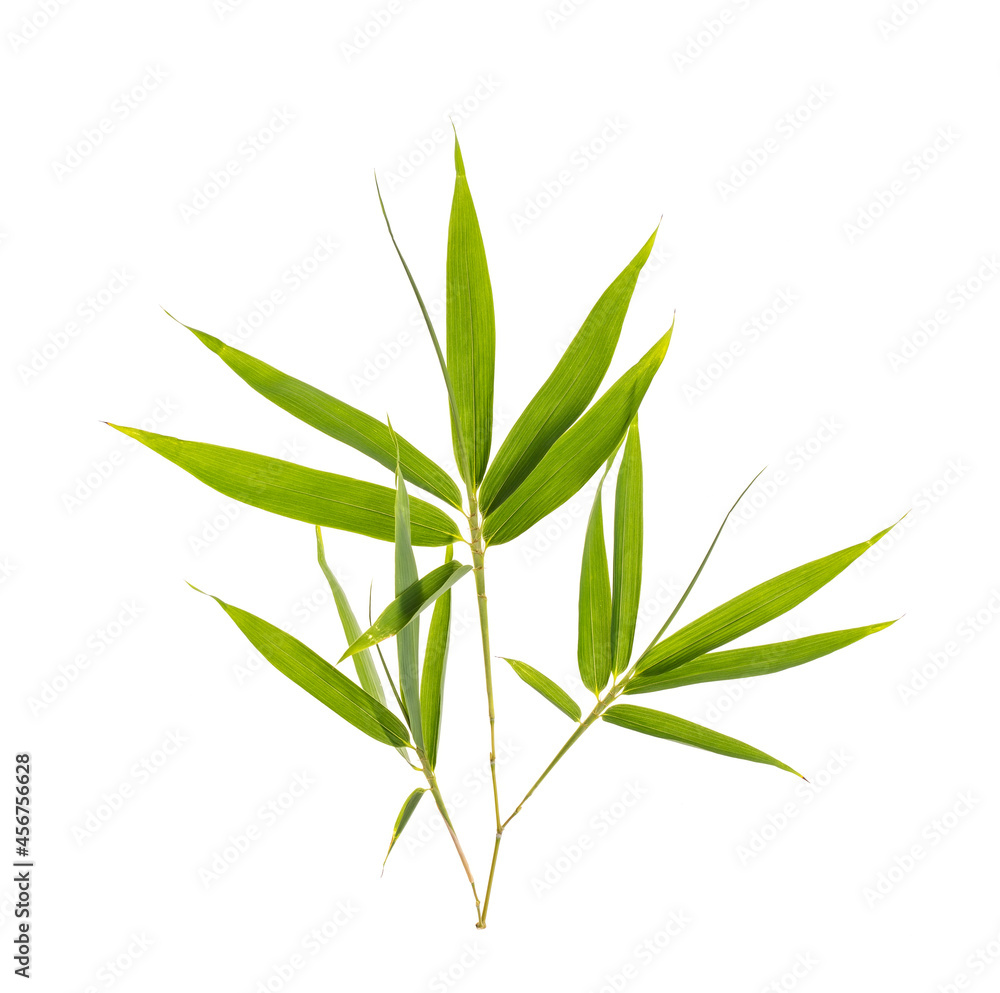 Fototapeta premium bamboo leaves isolated on white background