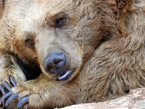 A tired bear slumbers, sometimes opening sad eyes.