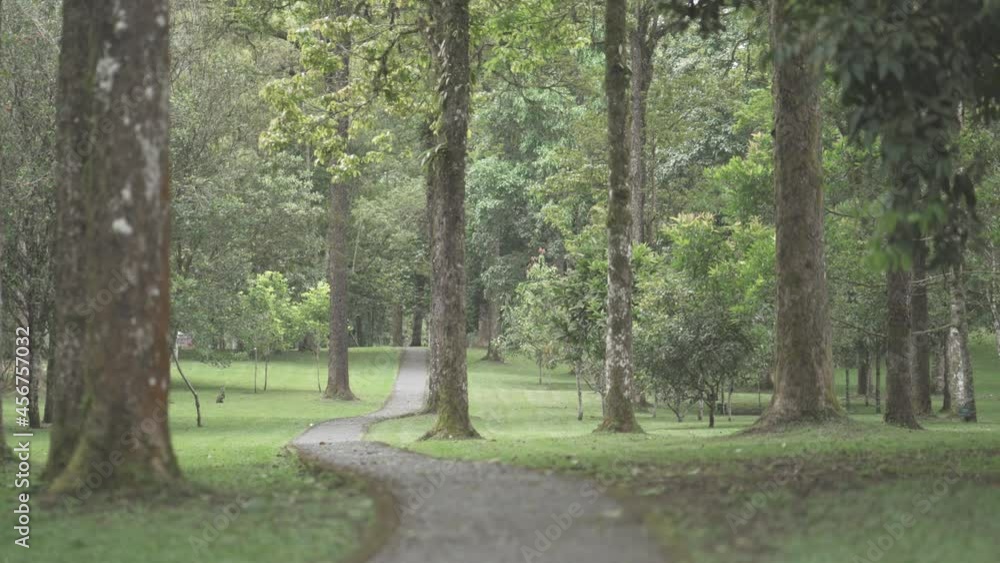 Peaceful Green Botanic Garden Open Space Landscape Park Trees Remnant Tropical Forest in Bali Indonesia