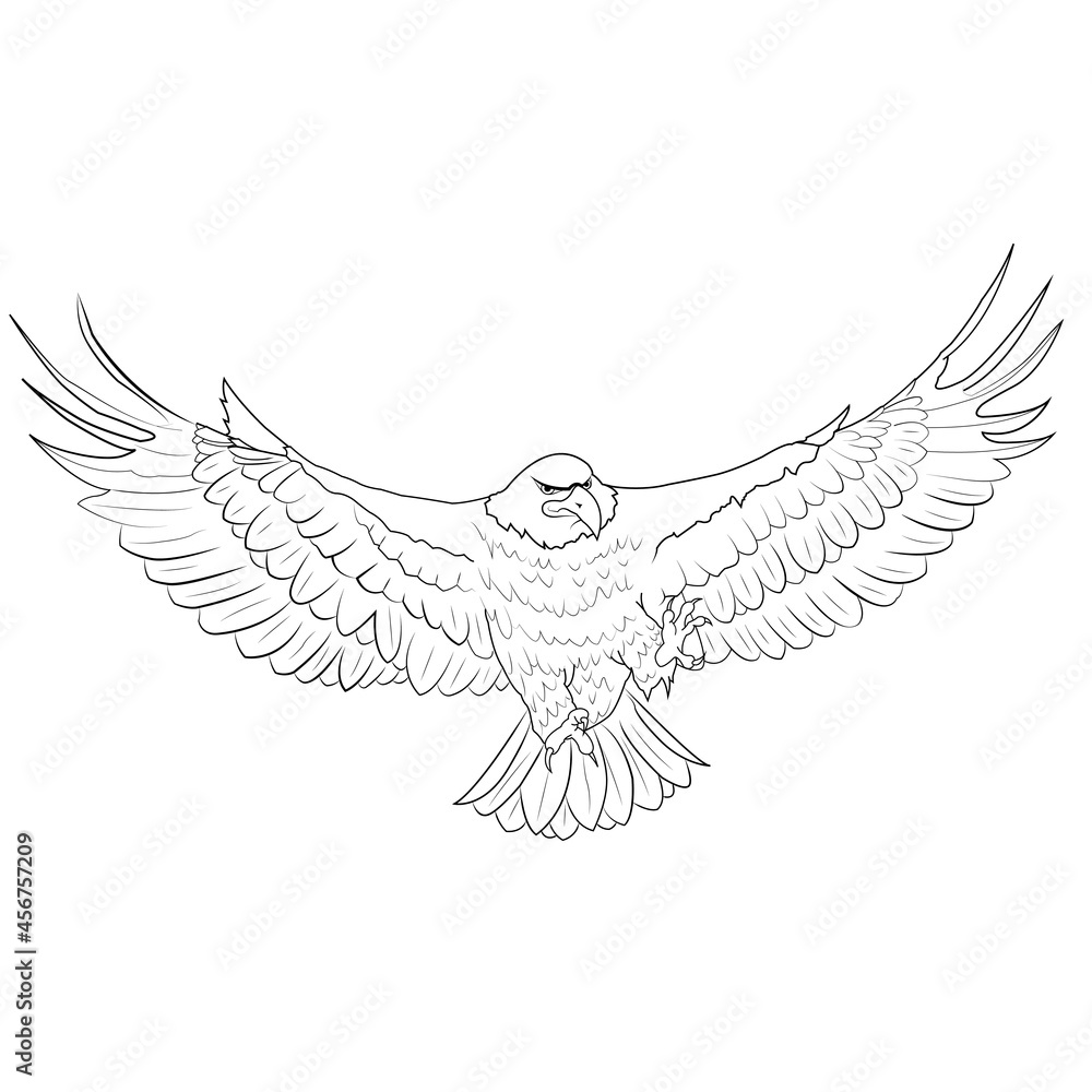 Obraz premium águila volando dibujo fauna salvaje