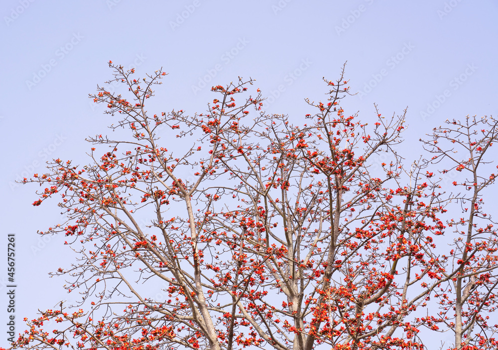 Branch of blossoming Bombax ceiba tree or Red Silk Cotton Flower Branch of blossoming Bombax ceiba tree or Red Silk Cotton Flower