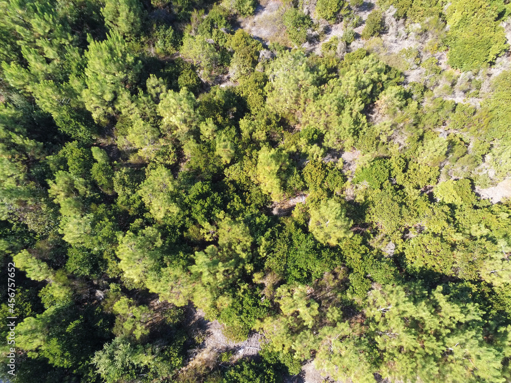 Forêt de pins, vue aérienne au Cap Ferret, Gironde
