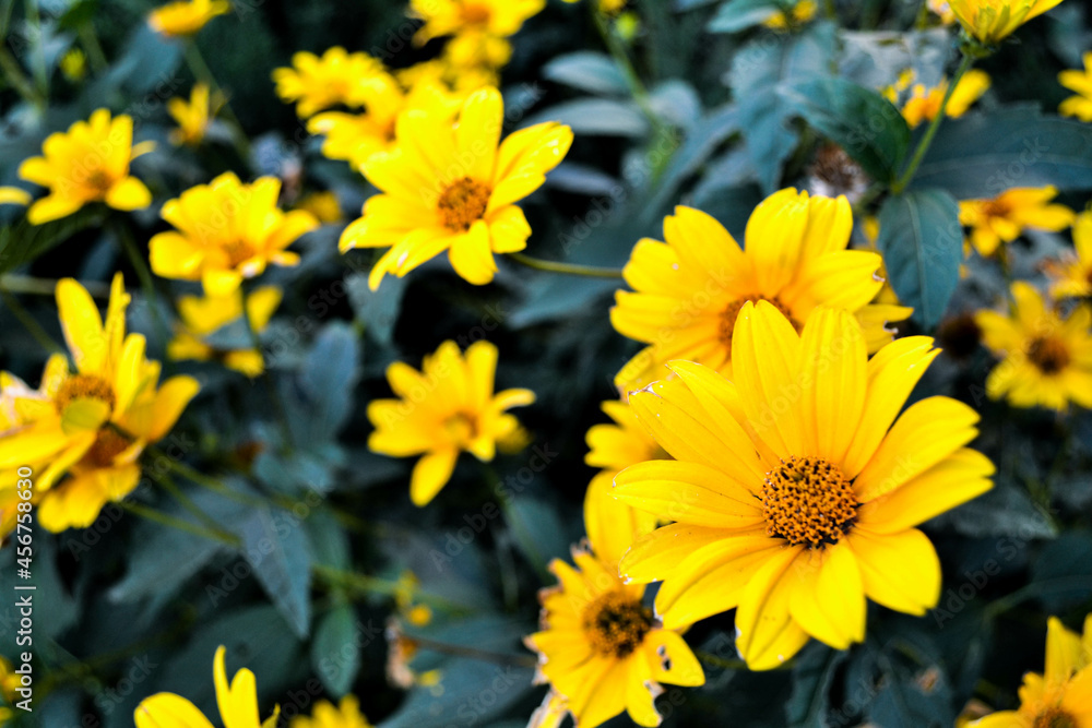 Fototapeta premium Photo of yellow Doronicum daisies on a dark green background