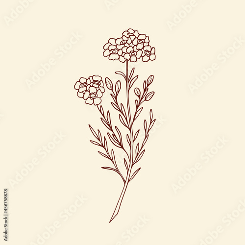 Hand drawn waxflower illustration. Australian native flower