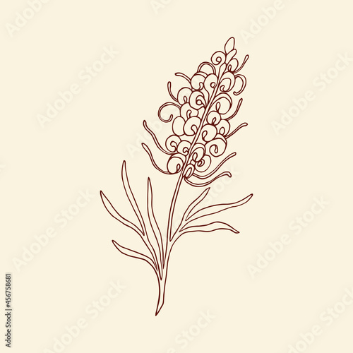 Hand drawn grevillea flower illustration photo