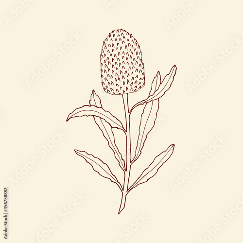 Hand drawn banksia illustration. Sketch Australian native flower. 