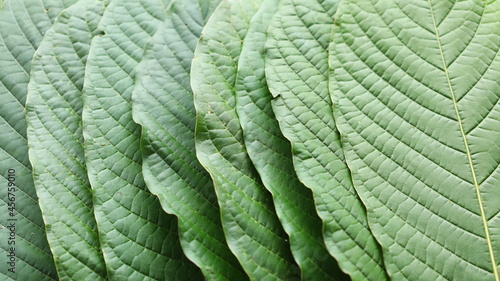 Obraz na plátně Close-up of kratom leaves