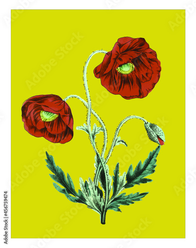 Botanical Poppy Vector Antique Illustration