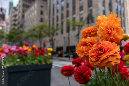 Colorful Orange Flowers in Midtown Manhattan during Spring in New York City along a Street