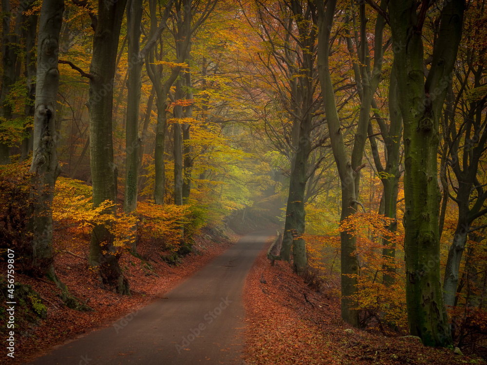 Road that enters a forest in autumn
