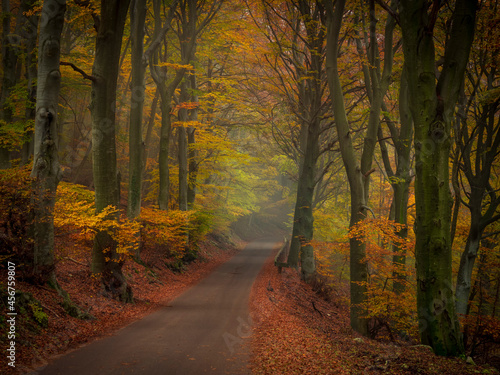 Road that enters a forest in autumn