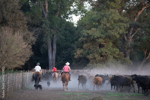 gauchos trabajando con ganado angus en campo