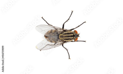 Flesh fly isolated on white background, Sarcophaga sp.
