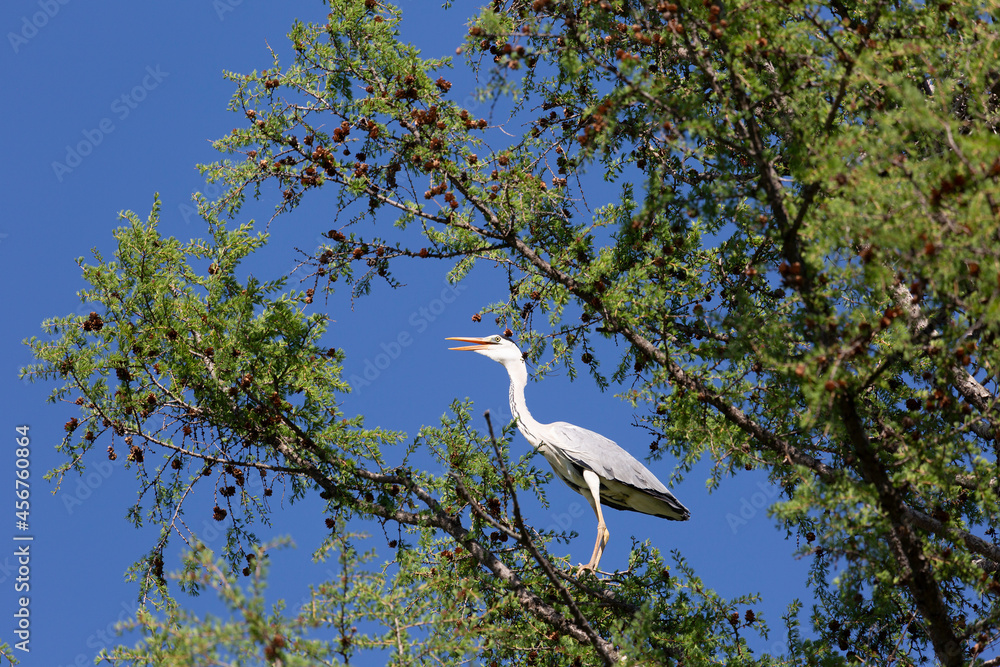 Gray heron stands on a tree branch Gray heron stands on a tree branch