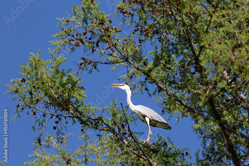 Gray heron stands on a tree branch