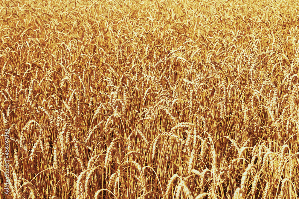 Ears of ripe wheat. Wheat field, farmland, nature, environment. Rich harvest. Ears of ripe wheat. Wheat field, farmland, nature, environment. Rich harvest.