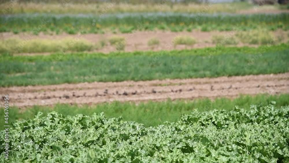 Medicinal plant Milk thistle (Silybum marianum) grows in the field Medicinal plant Milk thistle (Silybum marianum) grows in the field