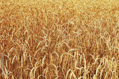 Ears of ripe wheat. Wheat field  farmland  nature  environment. Rich harvest.