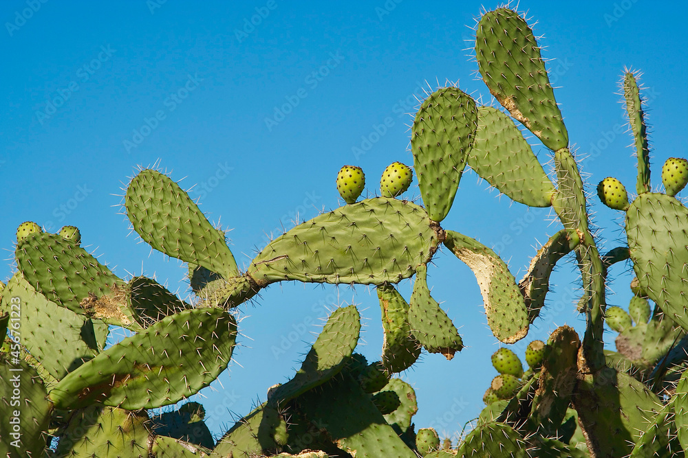 Obraz premium cacti in arid lands