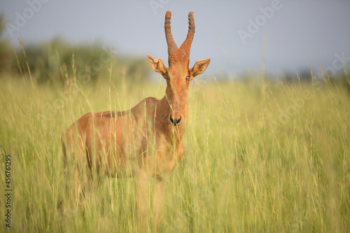 The Lelwel hartebeest (Alcelaphus buselaphus lelwel), also known as Jackson's hartebeest, is an antelope native to Central African Republic, Chad, the Democratic Republic of the Congo, Ethiopia, Kenya