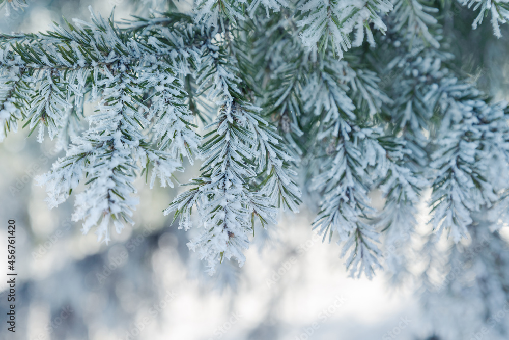 Pine tree branches are covered with frost, nature winter natural background, snow-covered coniferous needles