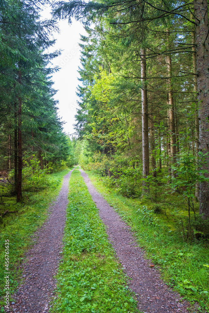 Fototapeta premium Beautiful long straight forest road