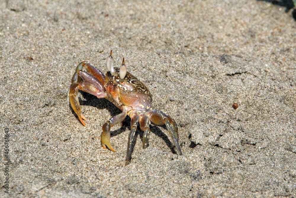 Small land crab on the beach in Ayampe, Ecuador