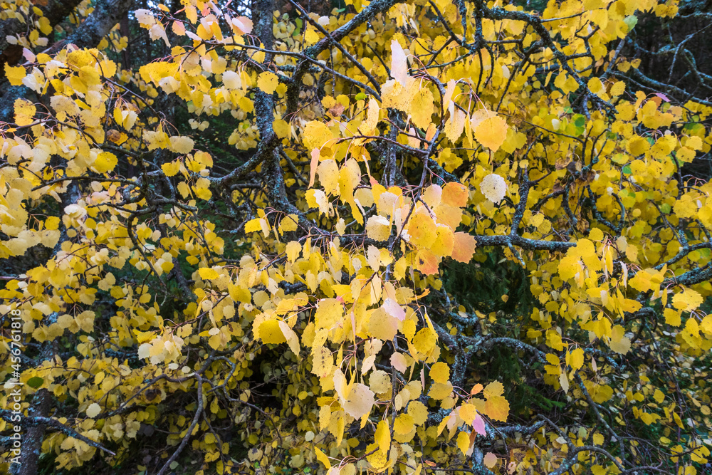 Yellow autumn leaves on a tree branch Yellow autumn leaves on a tree branch